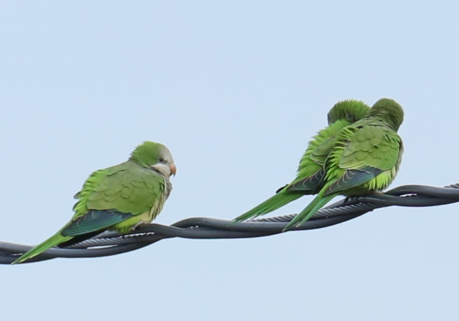 Monk Parakeet - michael vedder