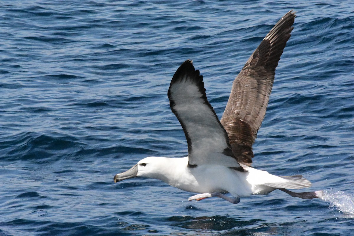 albatros šelfový - ML611578472