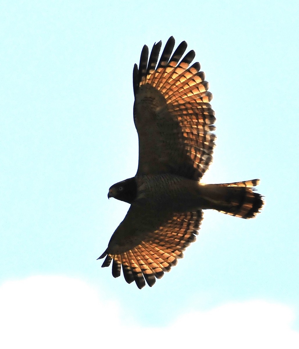 Roadside Hawk (Southern) - ML611578474