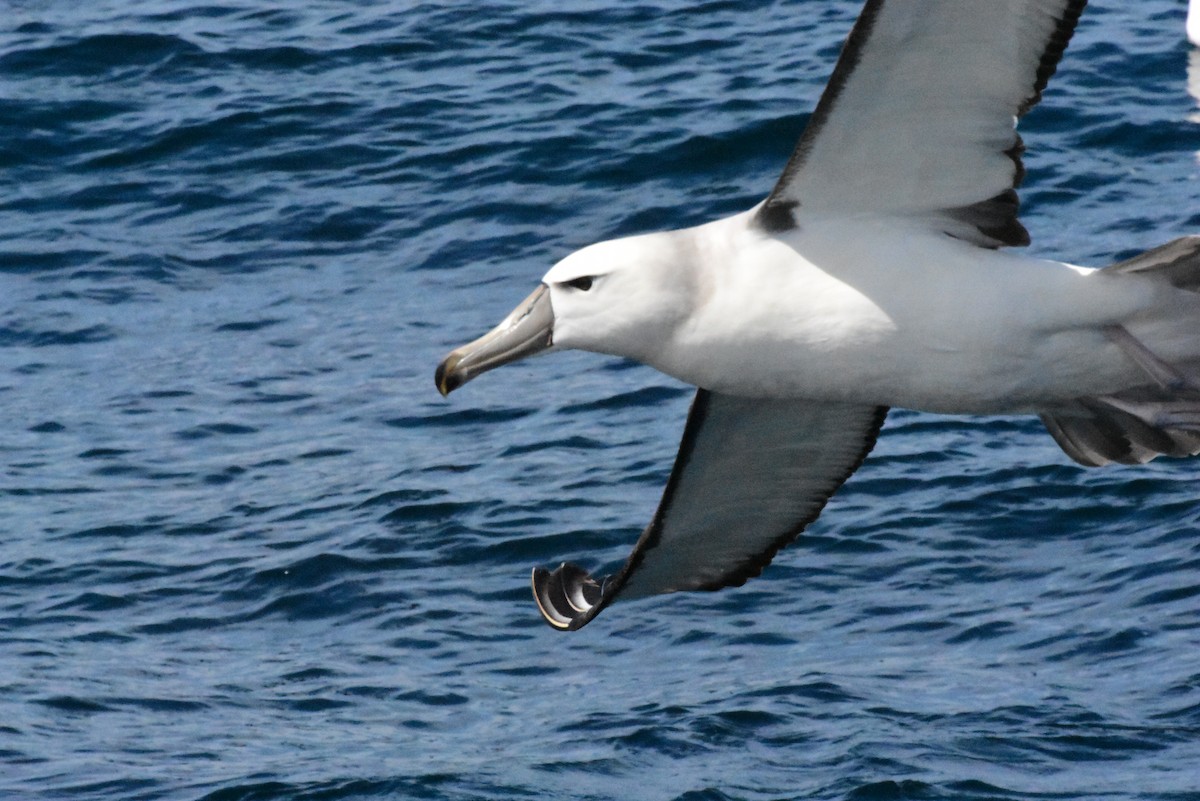 albatros šelfový - ML611578479