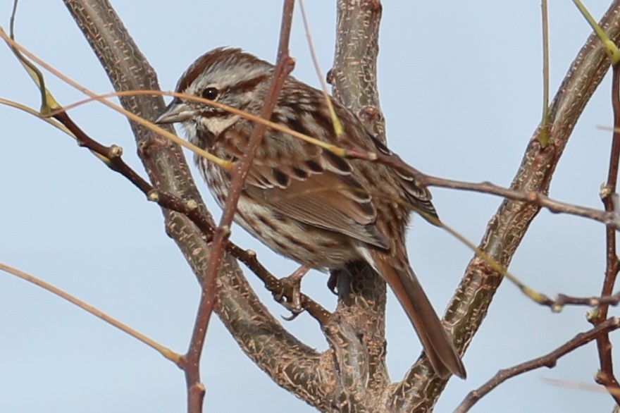 Song Sparrow - michael vedder