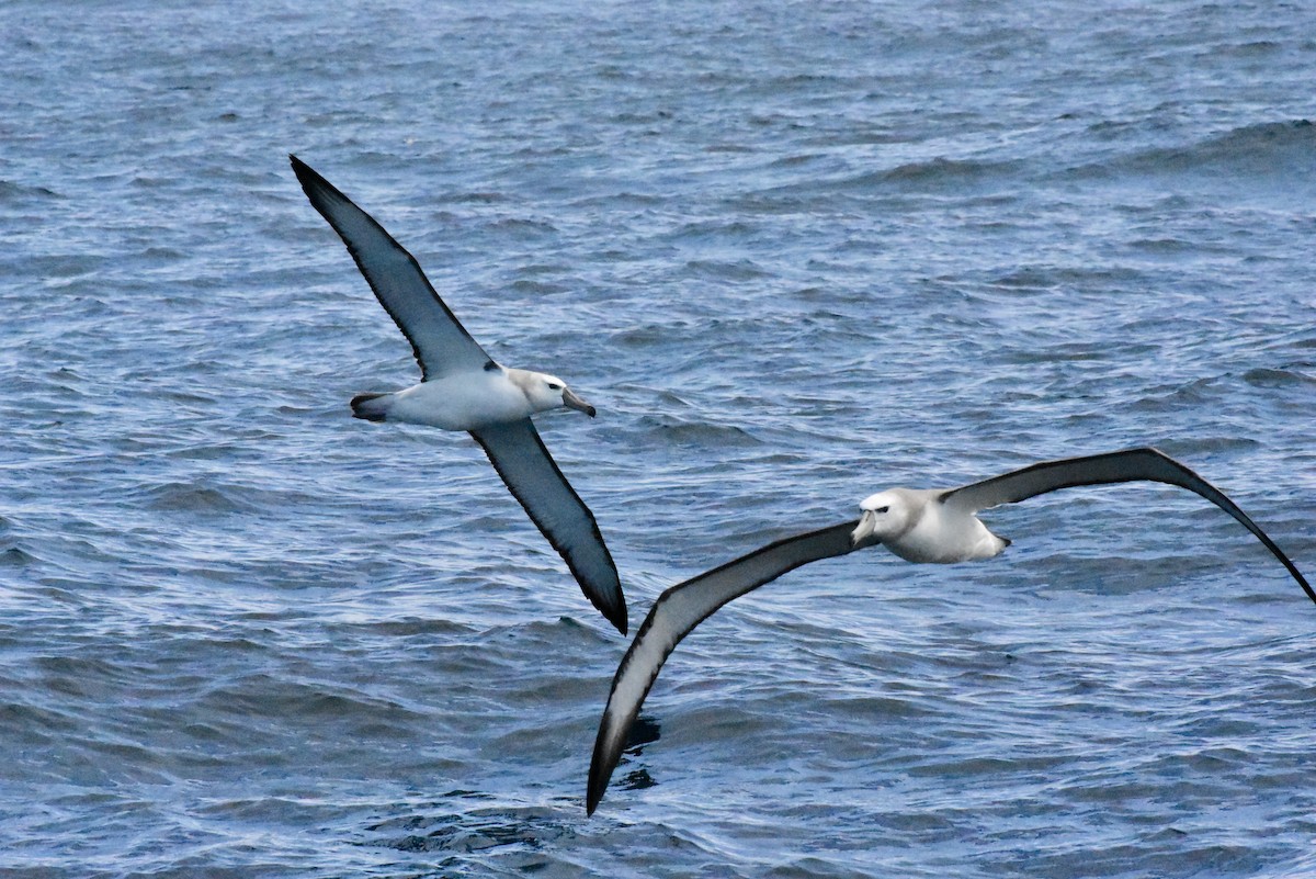albatros šelfový - ML611578486