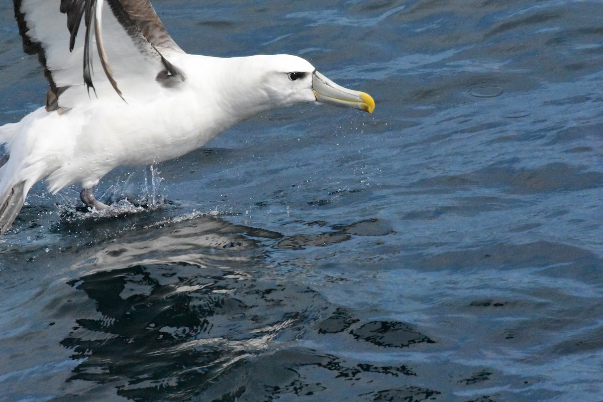 White-capped Albatross - ML611578494