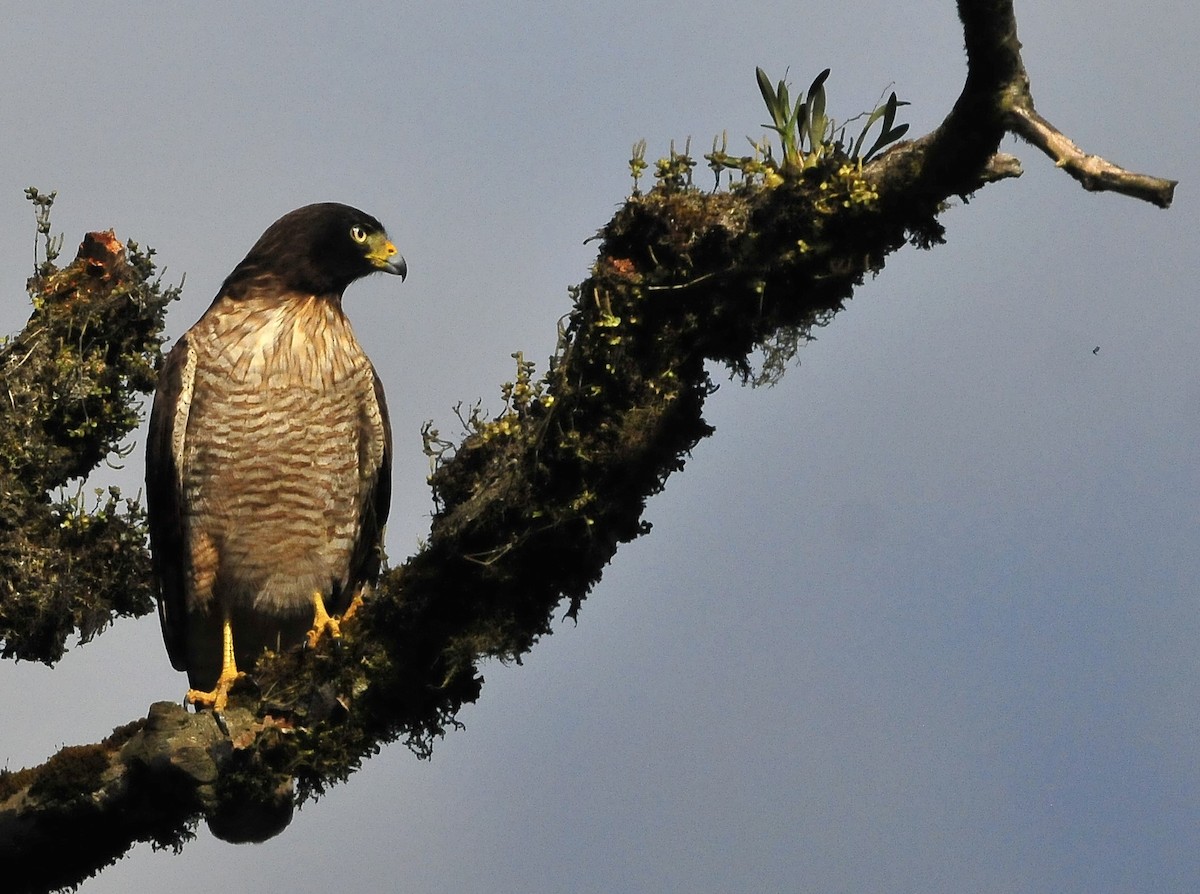 Roadside Hawk (Southern) - ML611578511