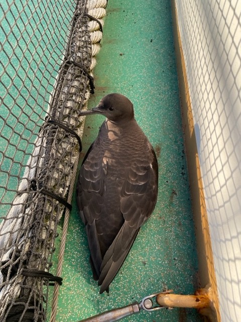 Sooty Shearwater - ML611578522