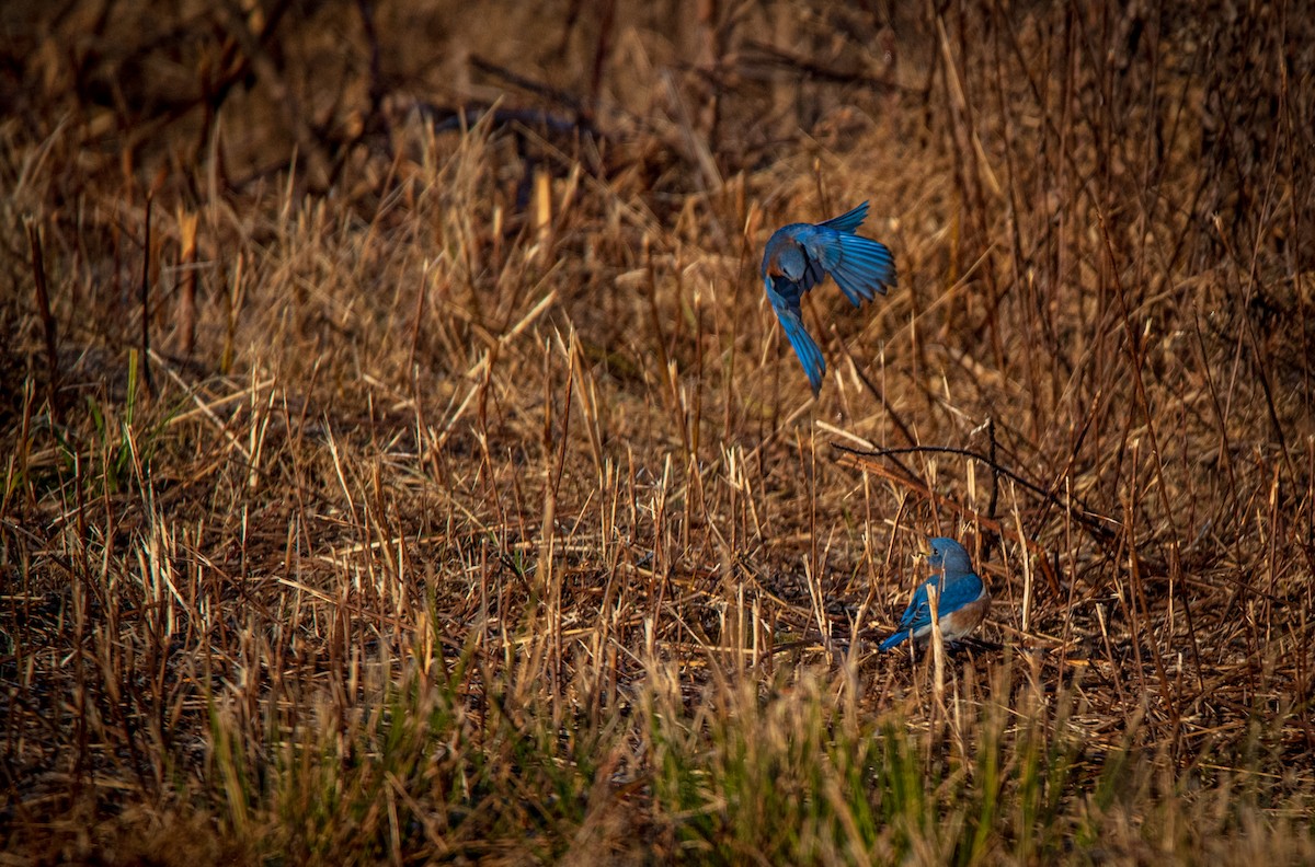 Eastern Bluebird - ML611578550