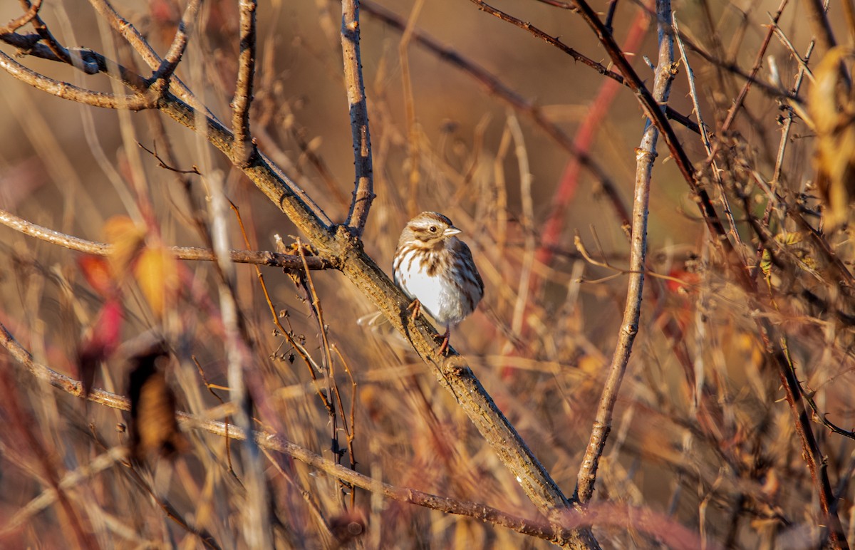 Song Sparrow - Nathan Kennedy