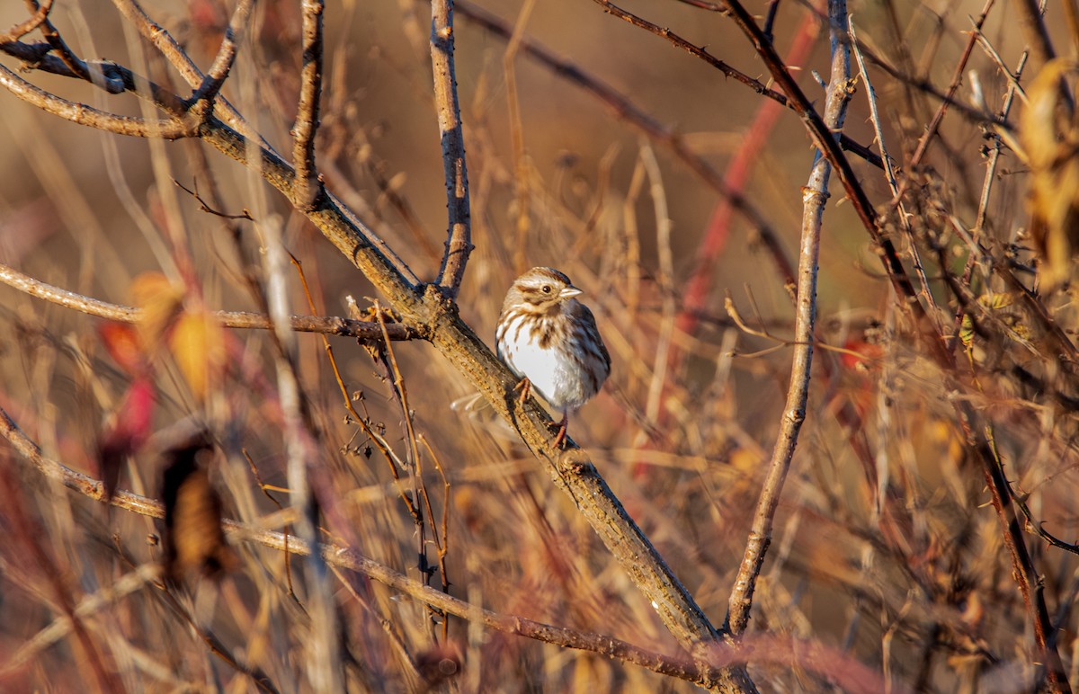 Song Sparrow - ML611578576