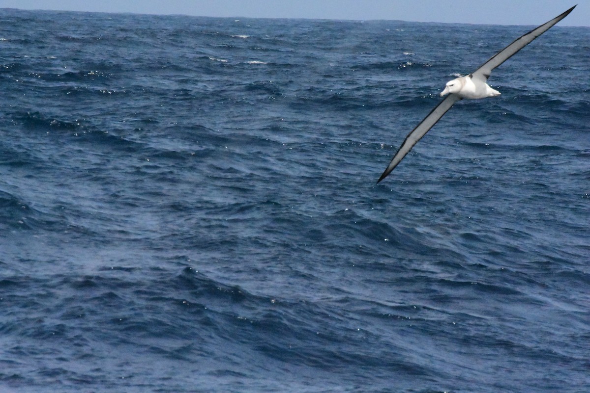 albatros šelfový - ML611578605