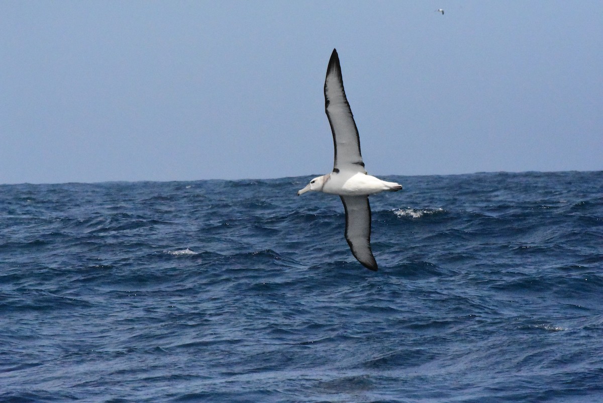 White-capped Albatross - ML611578606