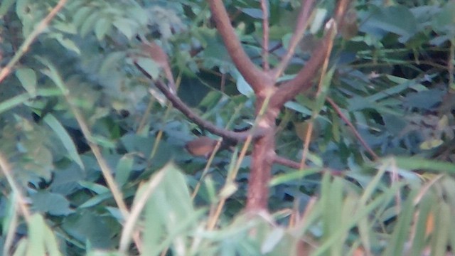 Greater Necklaced Laughingthrush - ML611578638