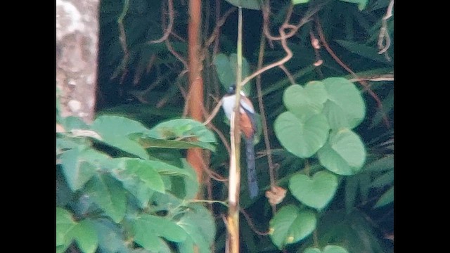 Collared Treepie - ML611578640