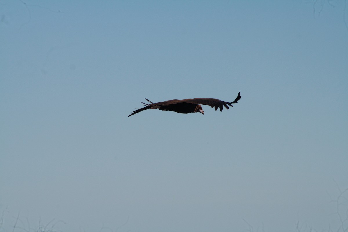 Cinereous Vulture - ML611578687