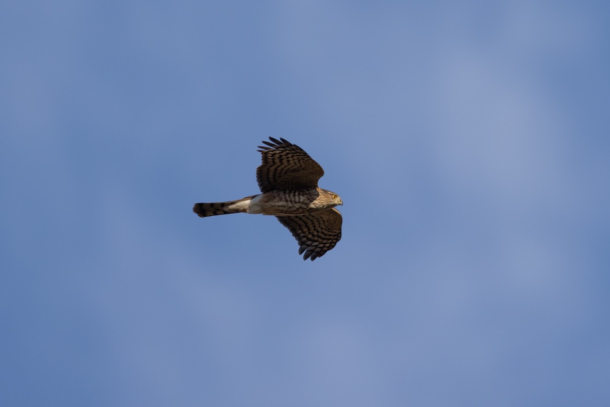 Sharp-shinned Hawk - ML611578711