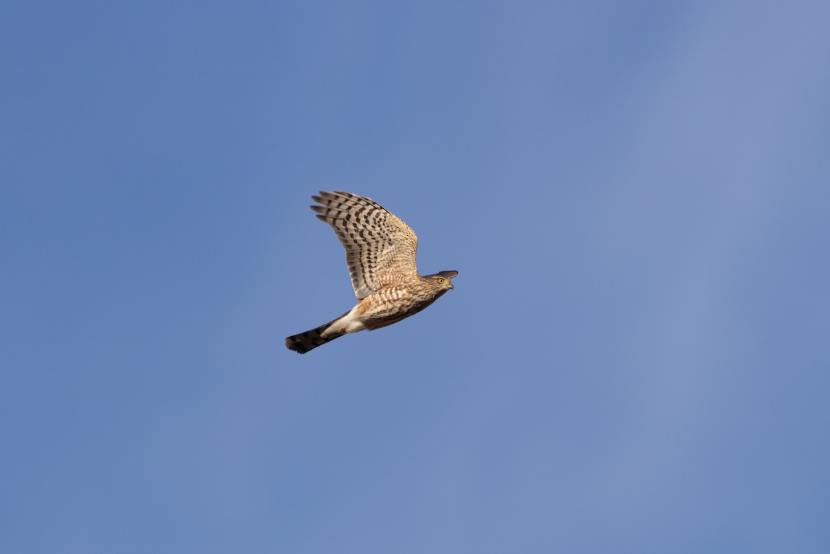 Sharp-shinned Hawk - ML611578712