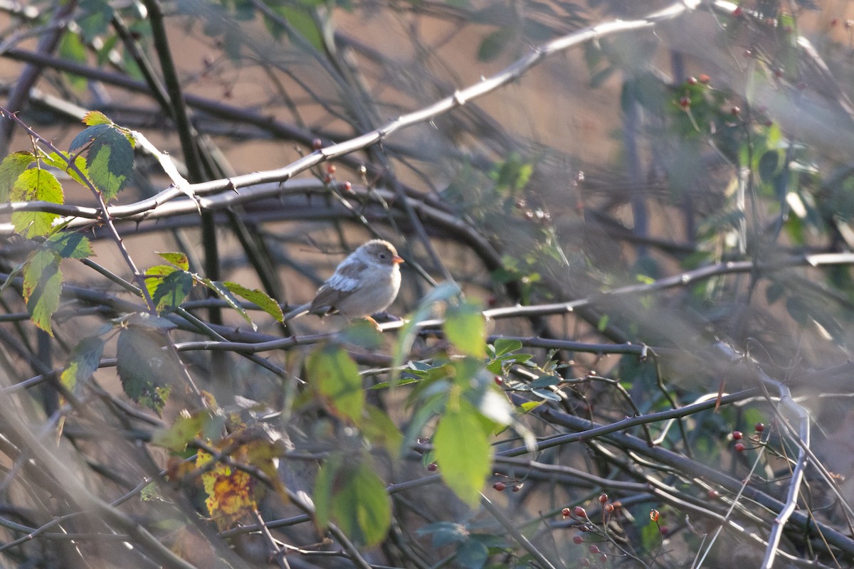 Field Sparrow - ML611578740