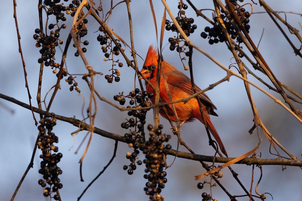 Northern Cardinal - ML611578744