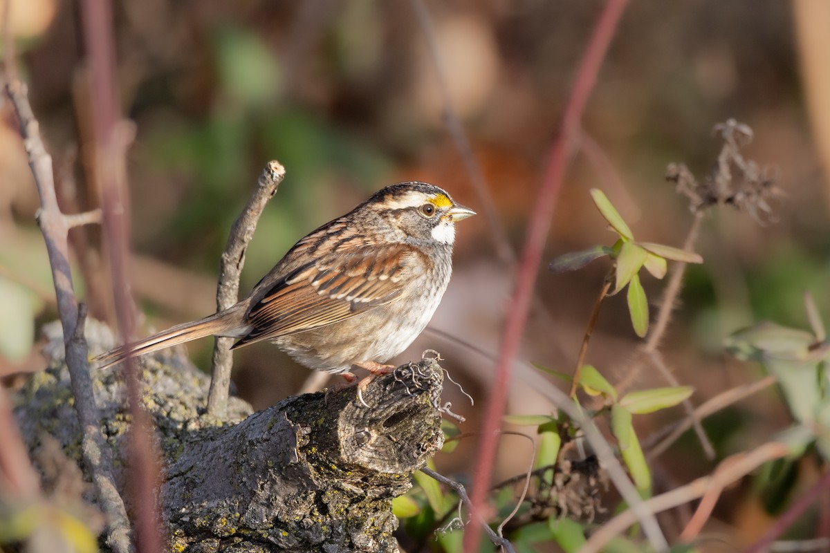 White-throated Sparrow - ML611578755