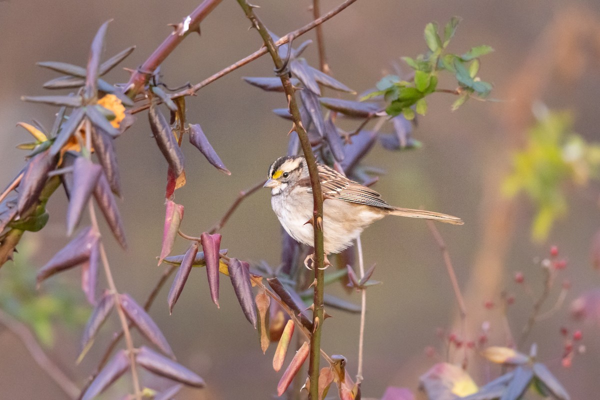 White-throated Sparrow - ML611578756