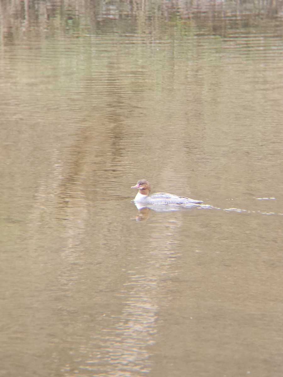 Büyük Tarakdiş - ML611578880