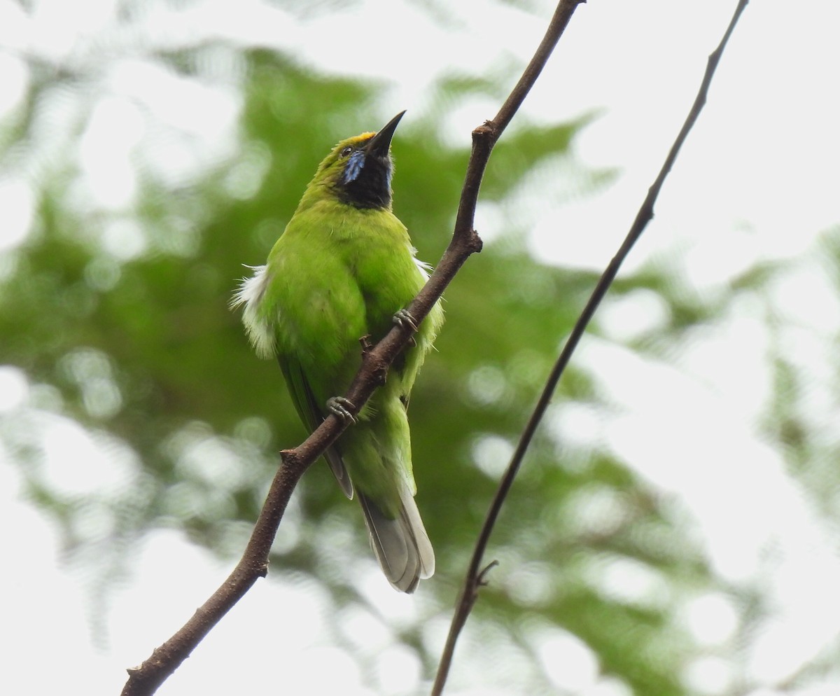 Golden-fronted Leafbird - ML611578937