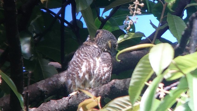 Collared Owlet - ML611579067