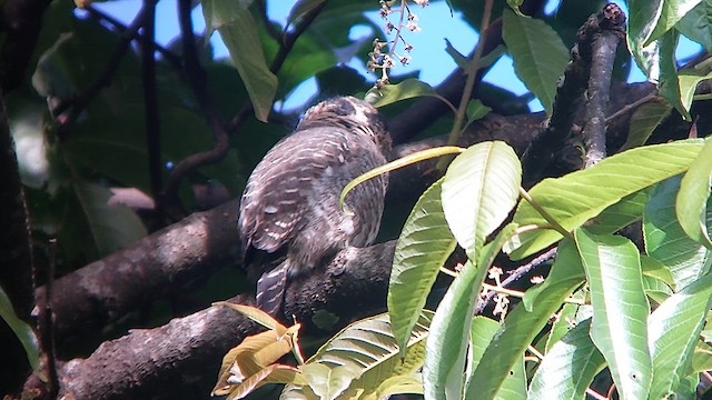 Collared Owlet - ML611579070