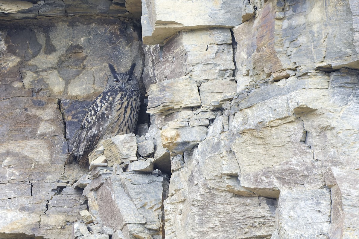 Eurasian Eagle-Owl - ML611579091