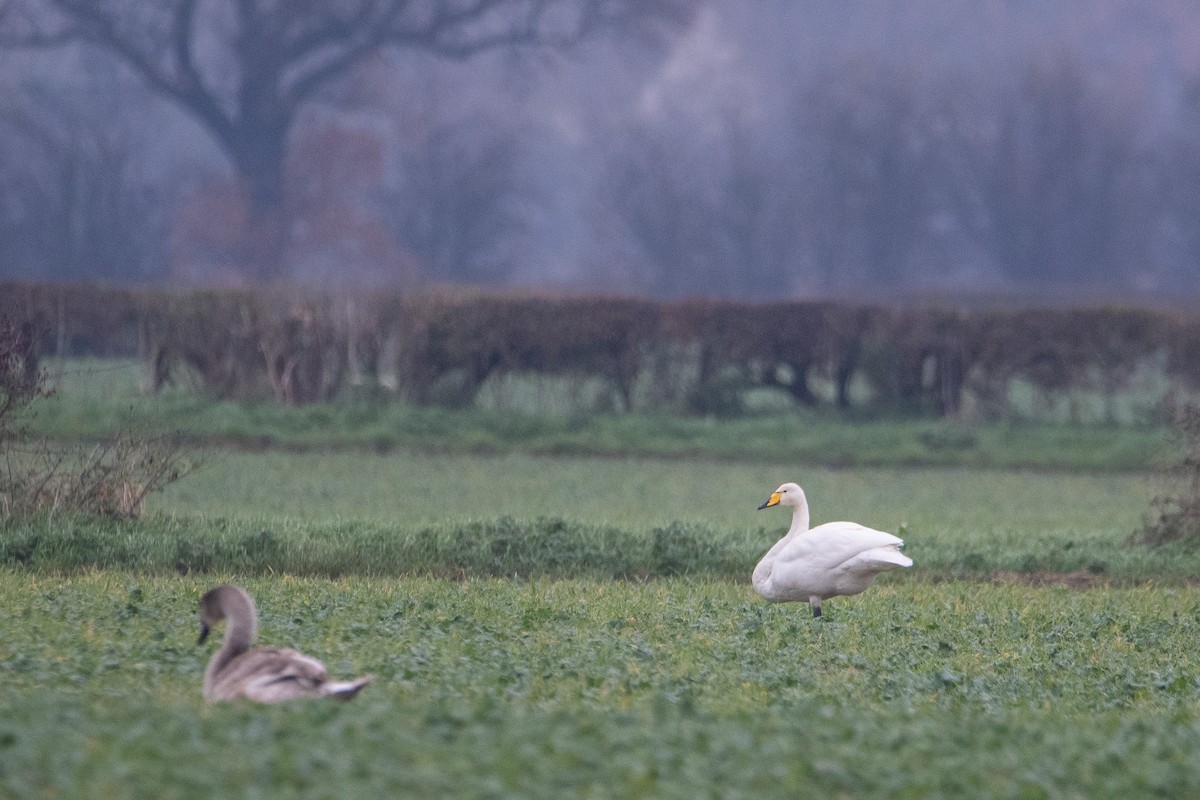 Whooper Swan - ML611579195