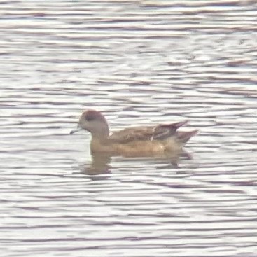 American Wigeon - ML611579204