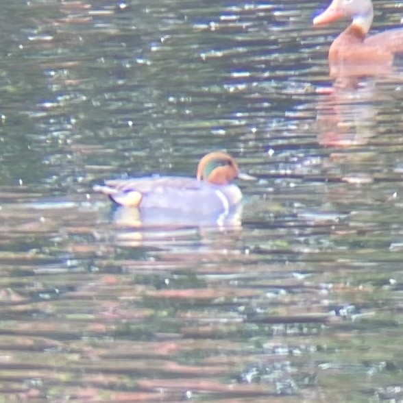 Green-winged Teal - ML611579233