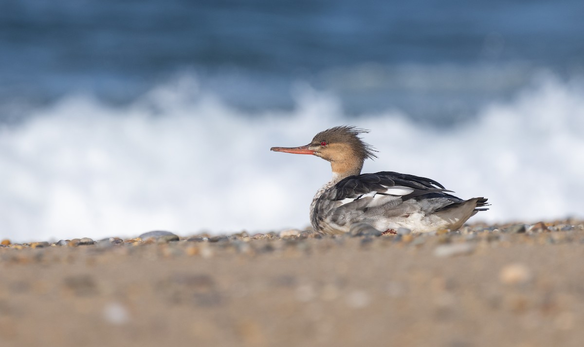 Red-breasted Merganser - ML611579304