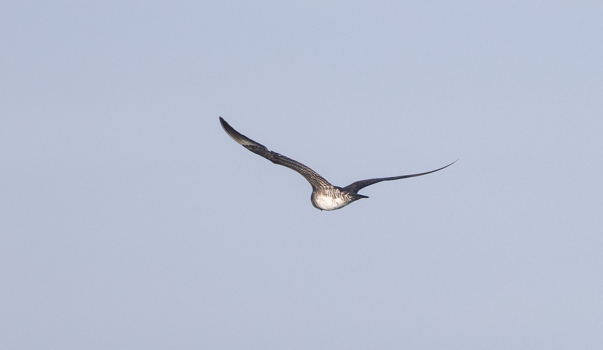 Parasitic Jaeger - Nick Ramsey