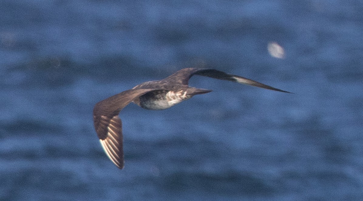 Parasitic Jaeger - Nick Ramsey