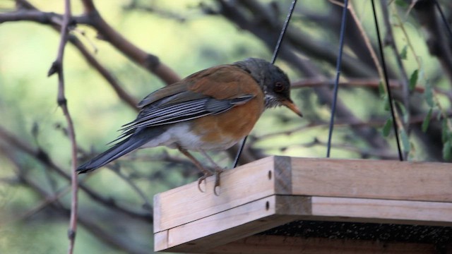 Rufous-backed Robin - ML611579316