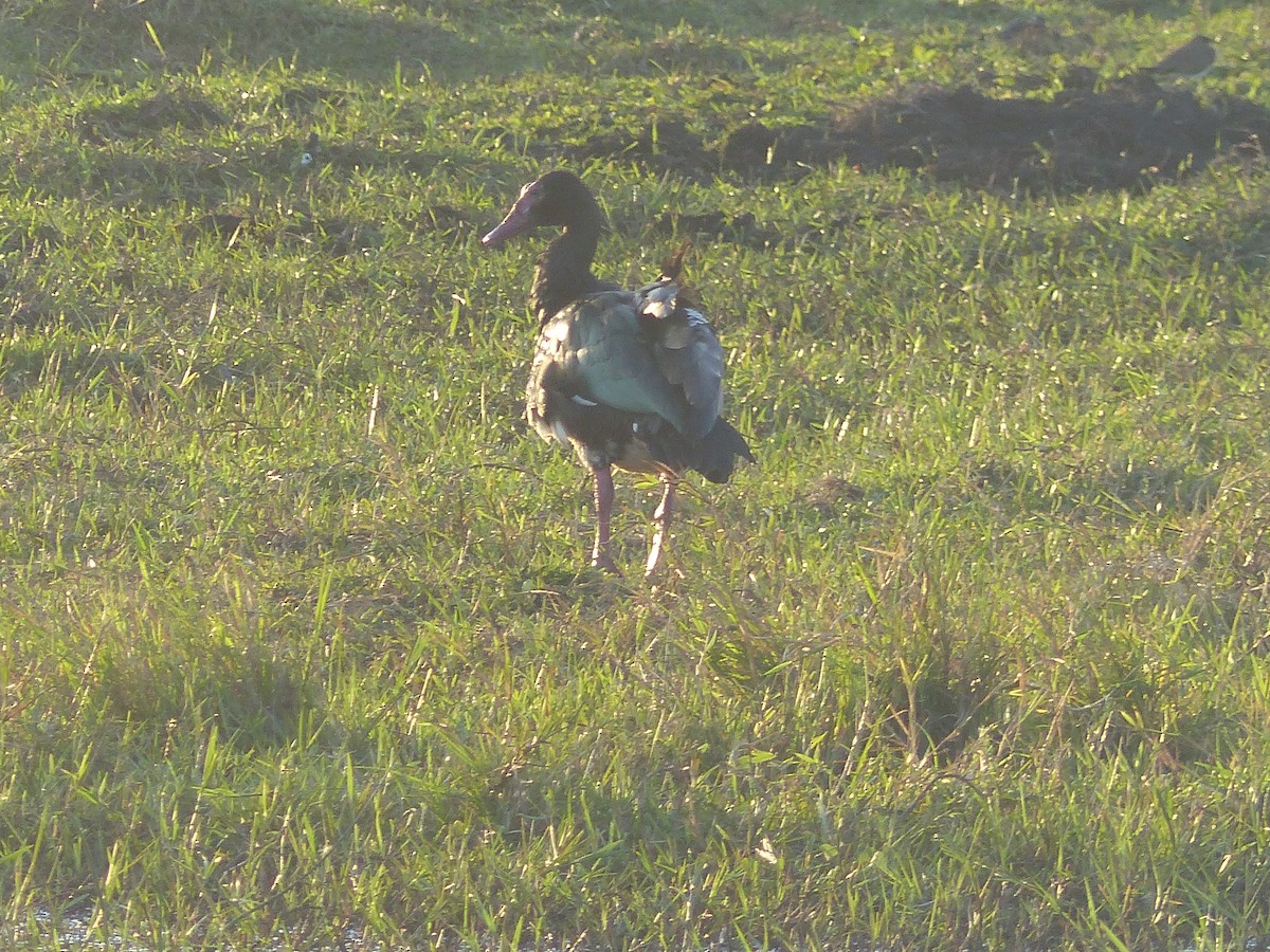 Spur-winged Goose - ML611579332