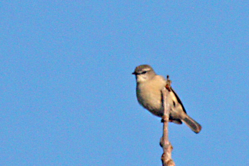 Rand's Warbler - ML611579559