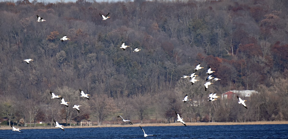 American White Pelican - ML611579658