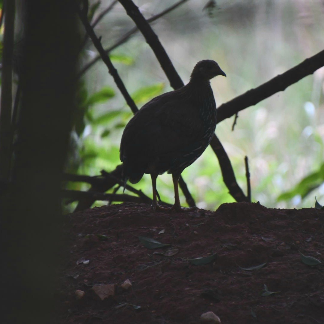 Gray Junglefowl - ML611579754