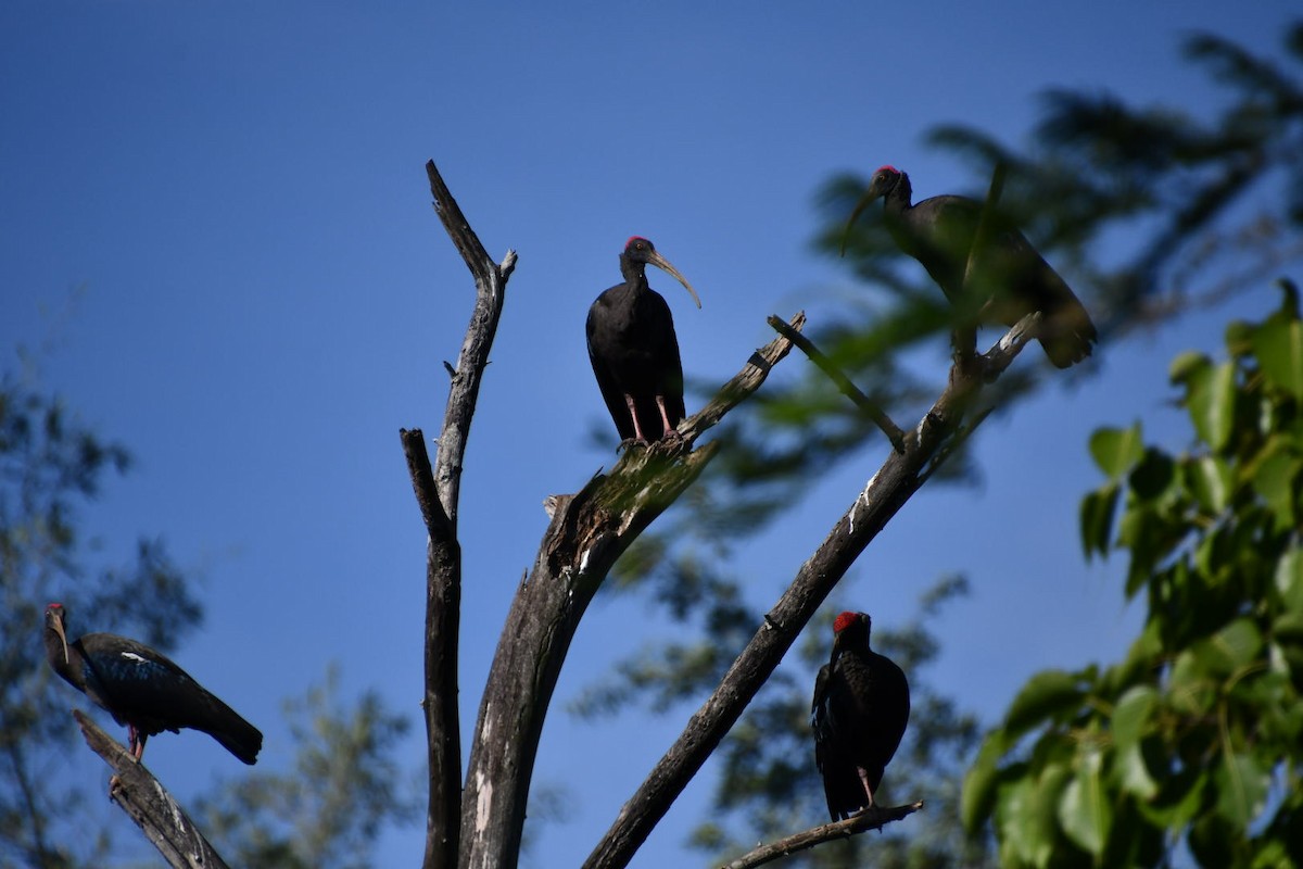 Red-naped Ibis - Darshana Venugopal