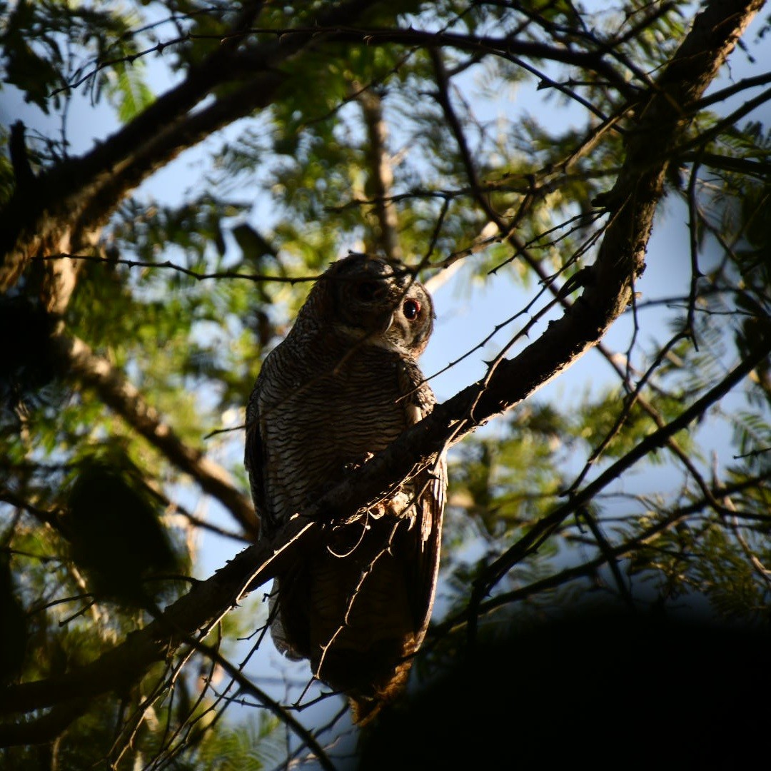 Mottled Wood-Owl - Darshana Venugopal