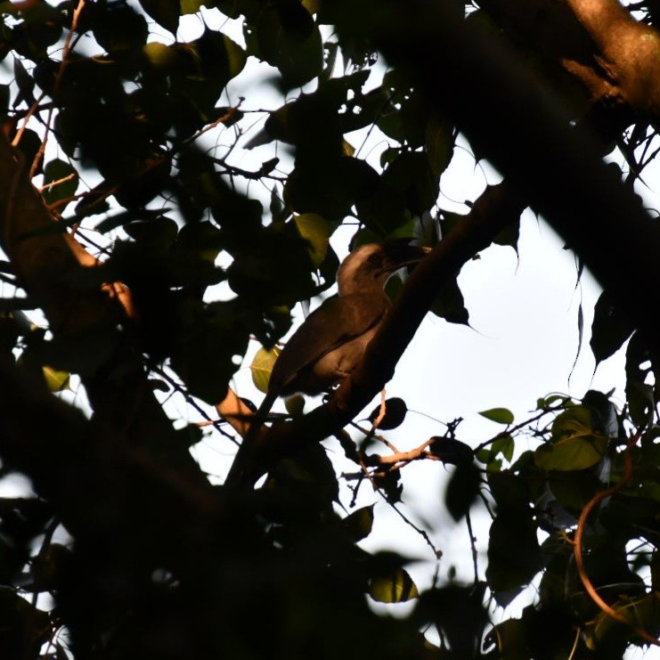 Indian Gray Hornbill - Darshana Venugopal