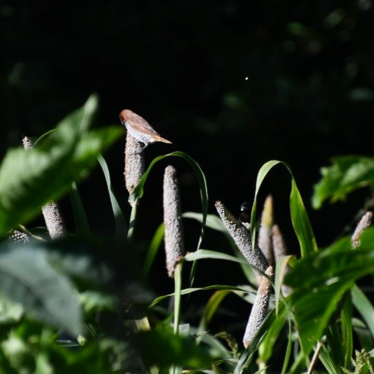 Scaly-breasted Munia - ML611579821