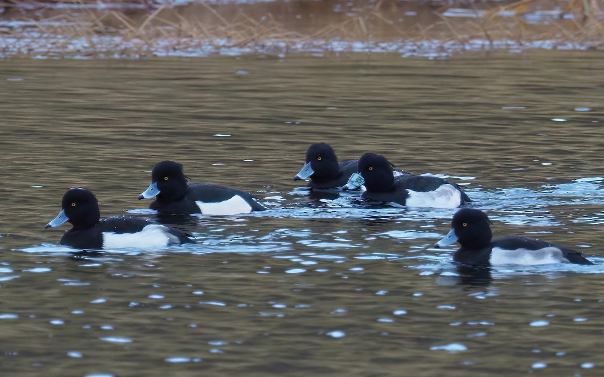 Tufted Duck - ML611579848