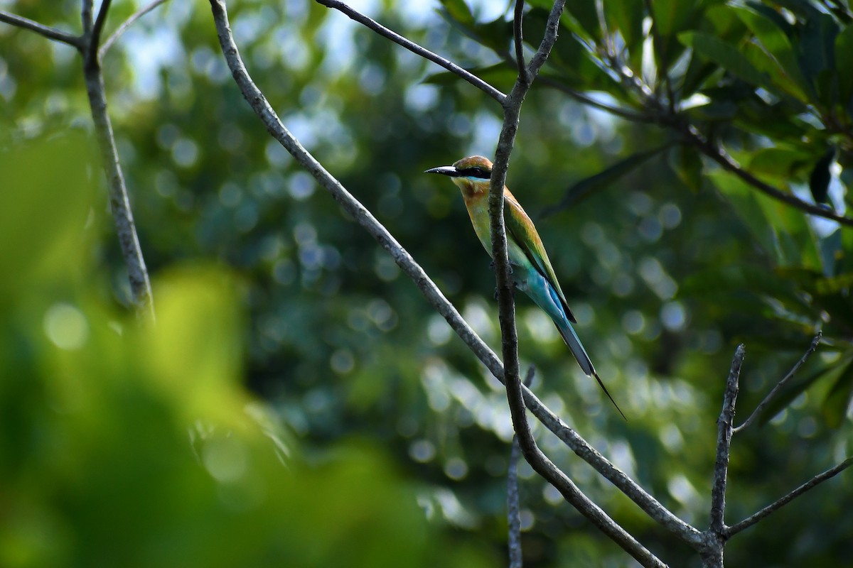 Blue-tailed Bee-eater - ML611579885