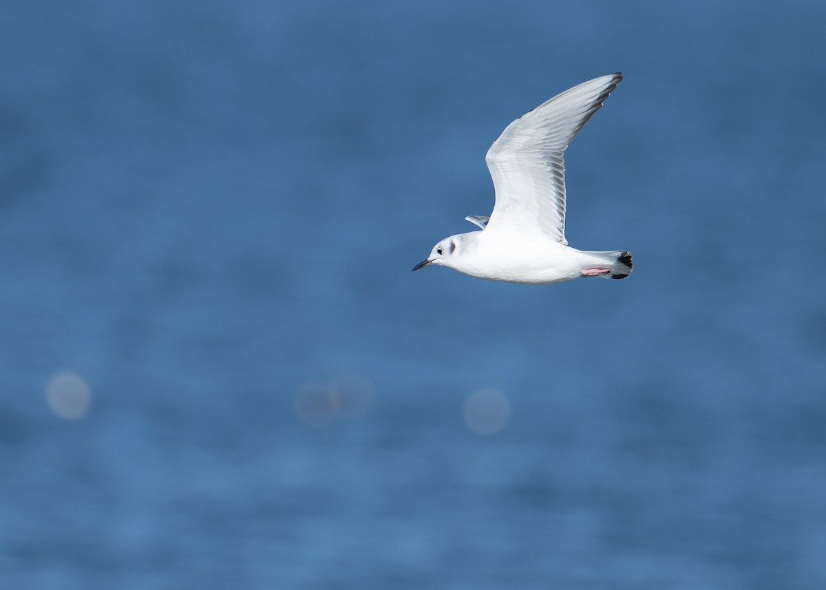 Bonaparte's Gull - ML611580067