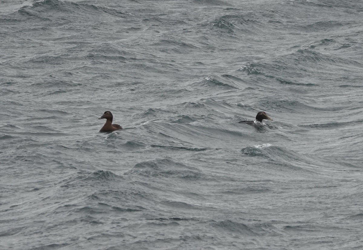 Common Eider - ML611580146