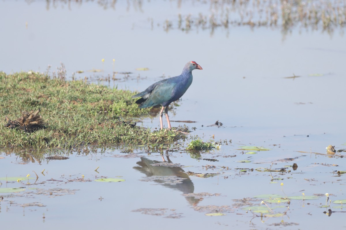Gallinule poule-d'eau - ML611580365