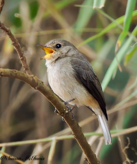 African Dusky Flycatcher - ML611580371