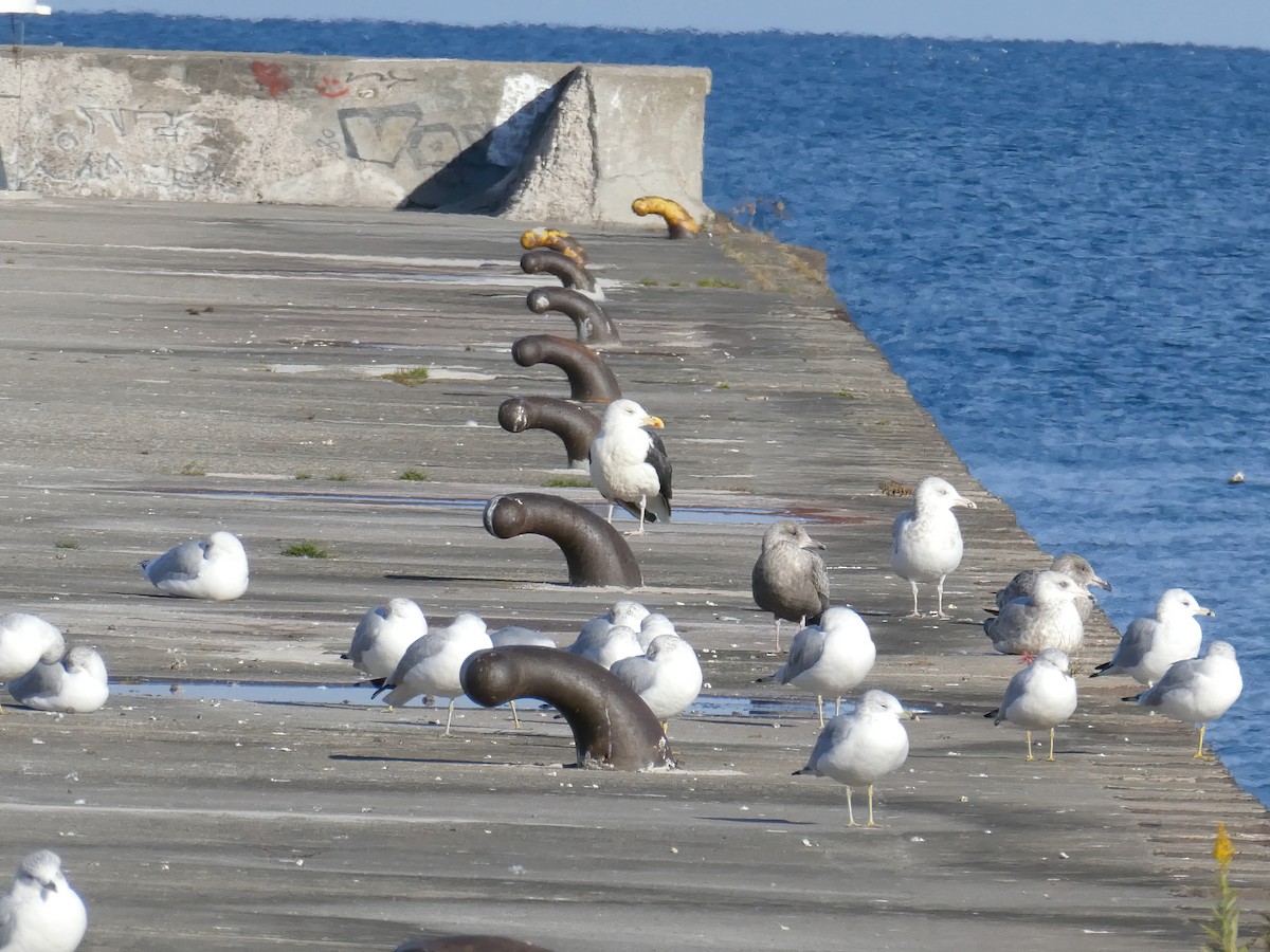 Great Black-backed Gull - Andrew Bailey